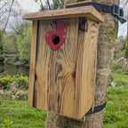 Plaque décorative de protection de trous d'envol pour nichoirs - protection anti prédateurs modèle "Le Cœur Oiseau" La Buse Qui File
